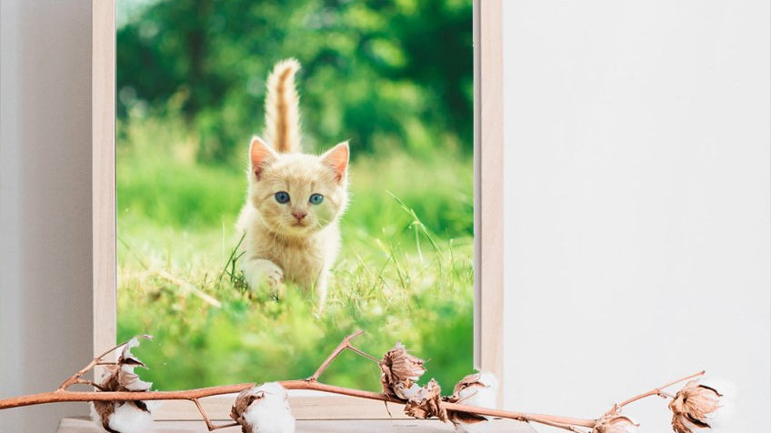 Taulu omasta kissasta - Nensa