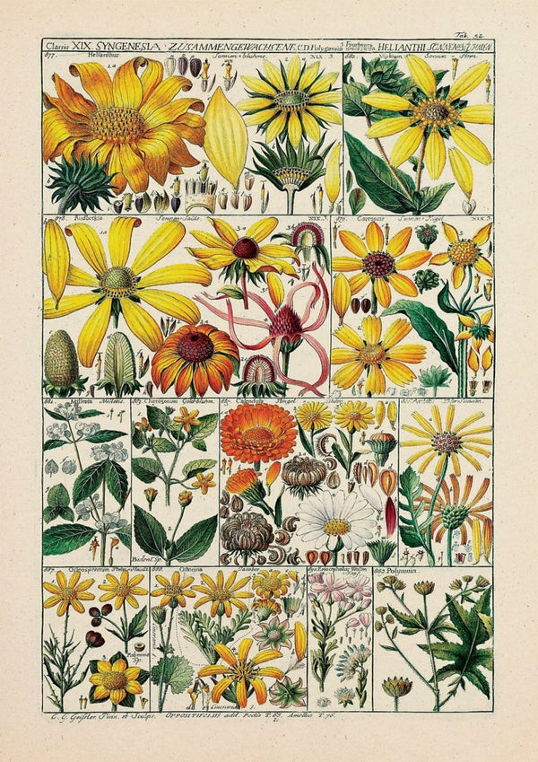 Floral XXXVIII