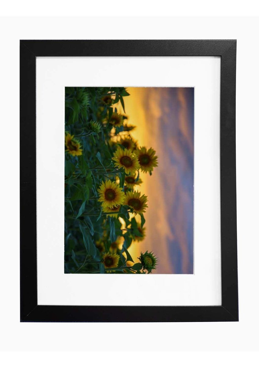 Tuusulan rantatie, auringonkukkapelto