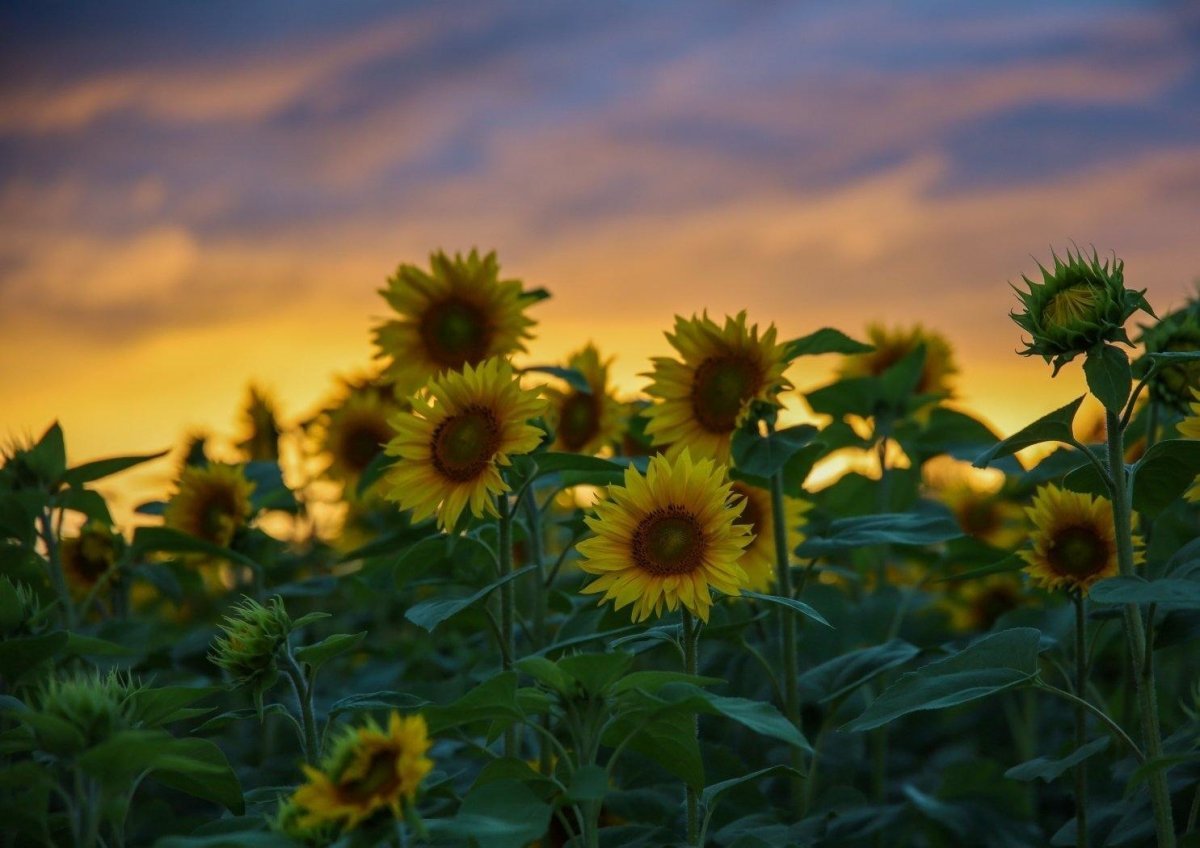 Tuusulan rantatie, auringonkukkapelto