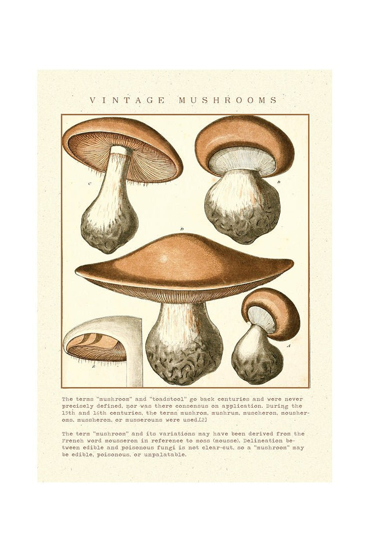 Delving into the Mushroom Realm