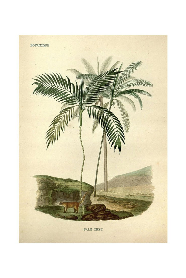 Stories from the Tropics