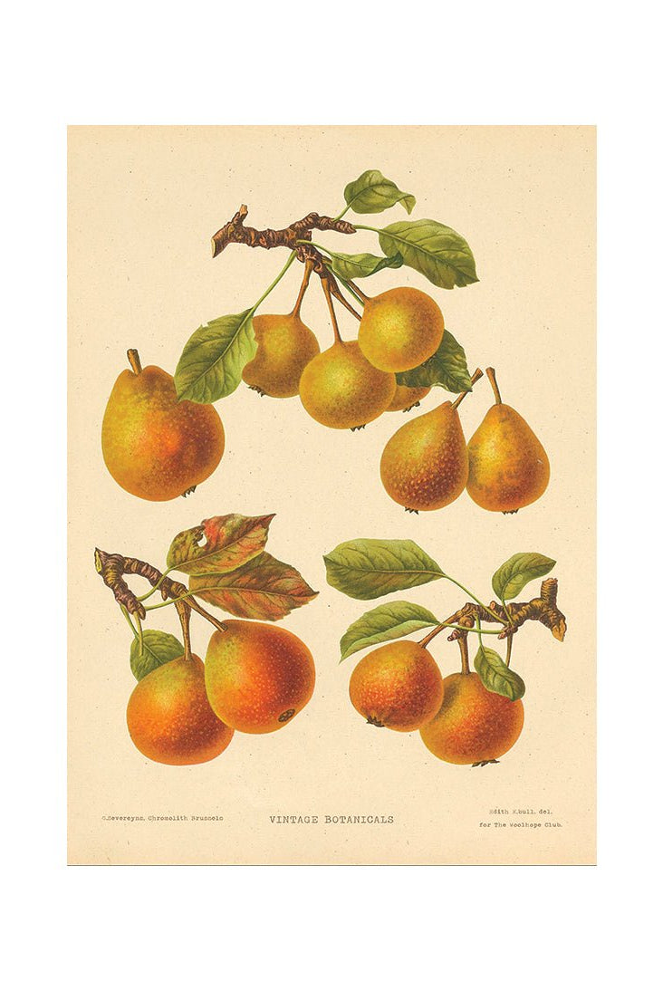 Bountiful Delights for the Palate III