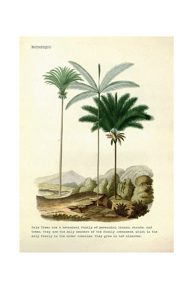 Palm Bliss