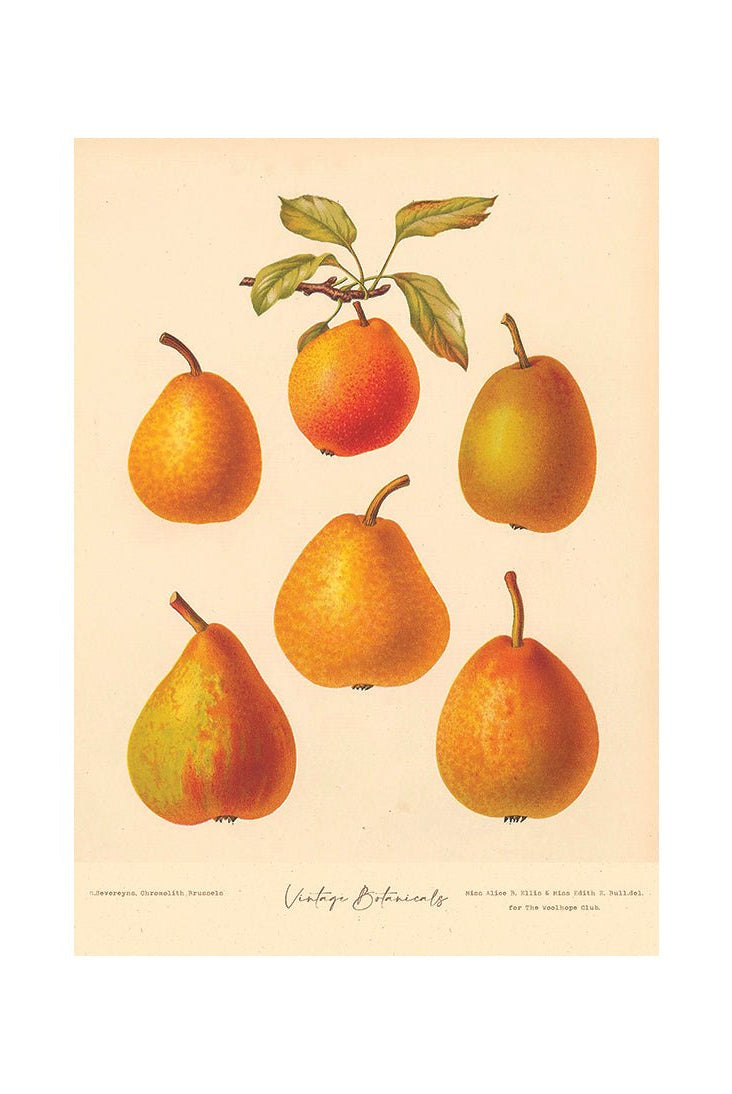 Garden Harvest Delights II