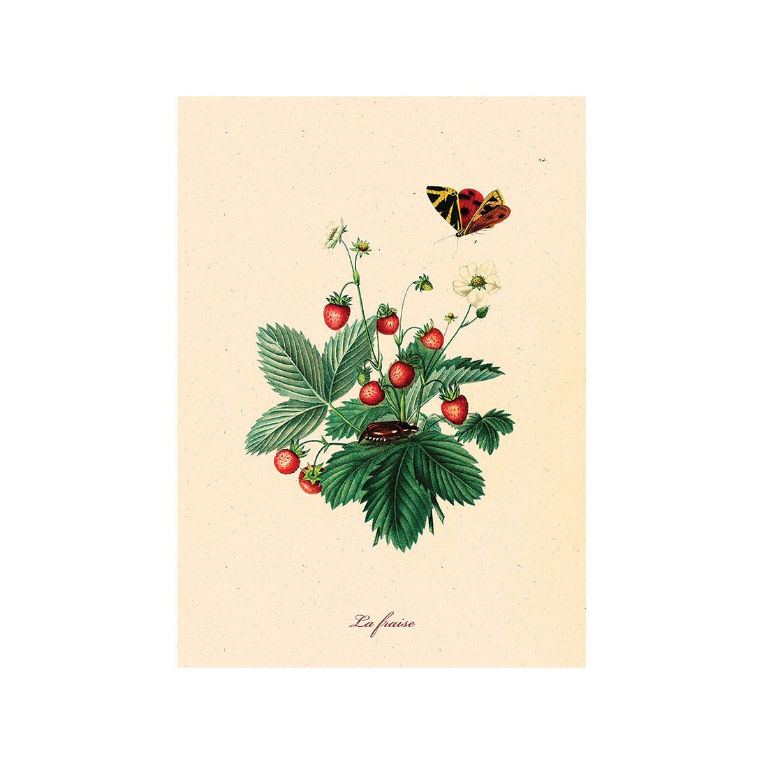 From Earth to Plate II