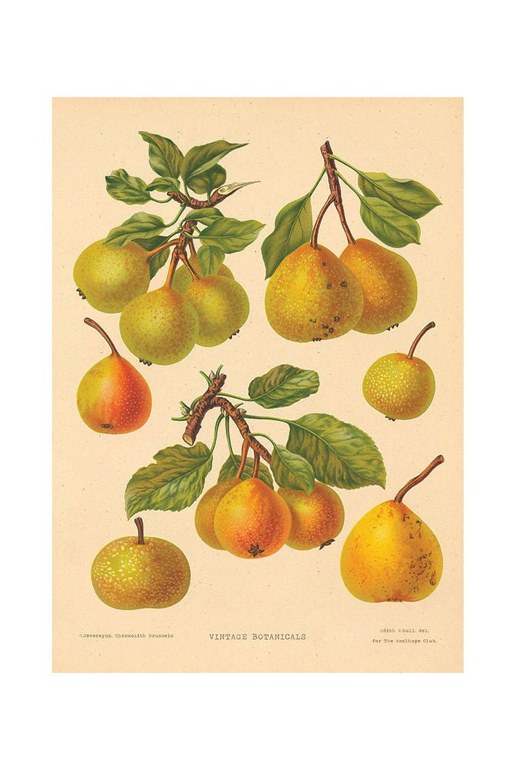 Bountiful Delights for the Palate II