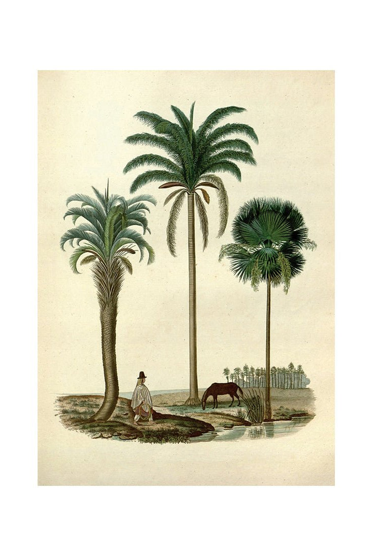 Palm Euphoria