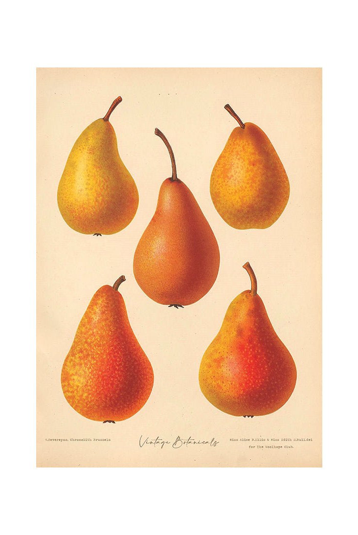 Bountiful Delights for the Palate I