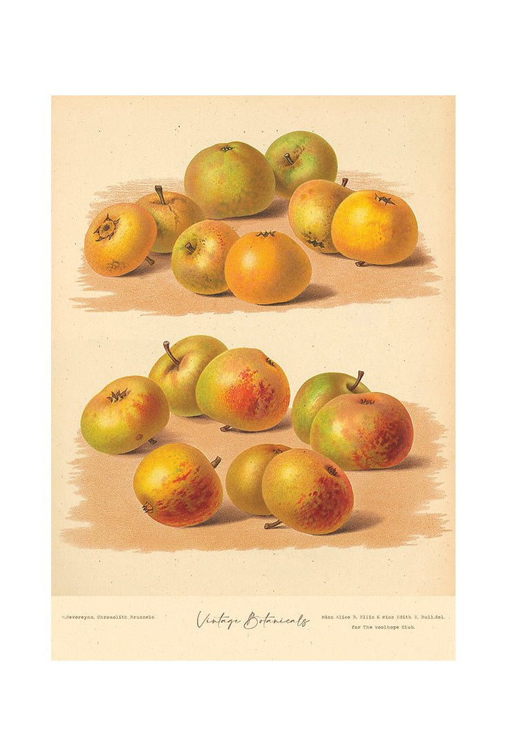 Garden Harvest Delights III