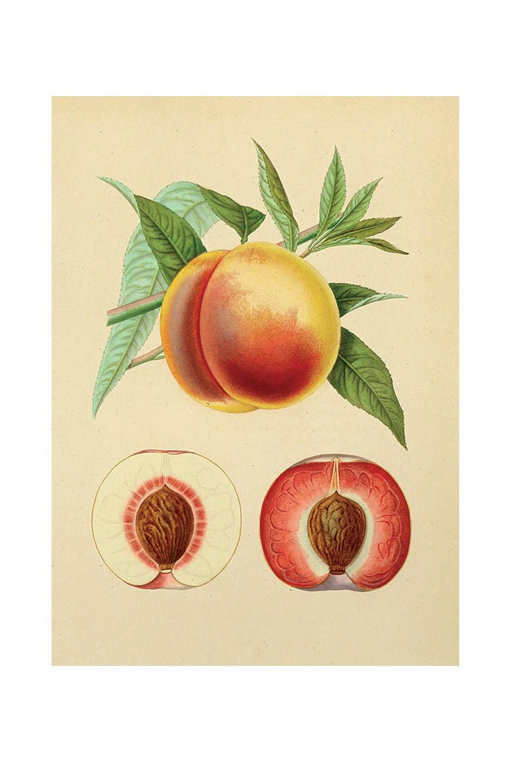 Visual Feast of Fresh Fare II