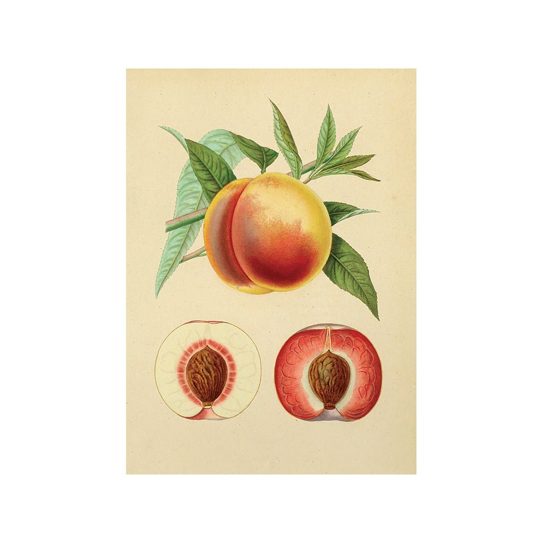 Visual Feast of Fresh Fare II