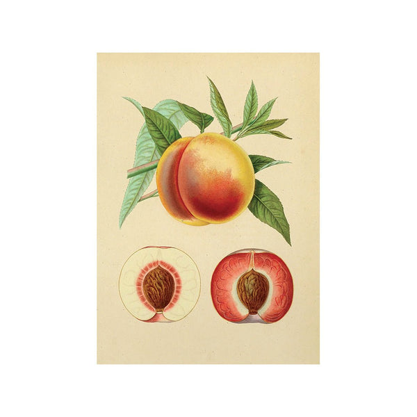 Visual Feast of Fresh Fare II