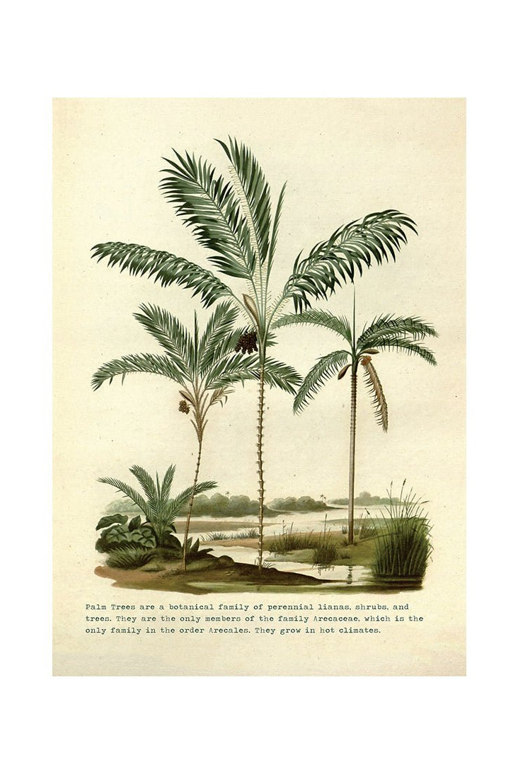 Palm Oasis