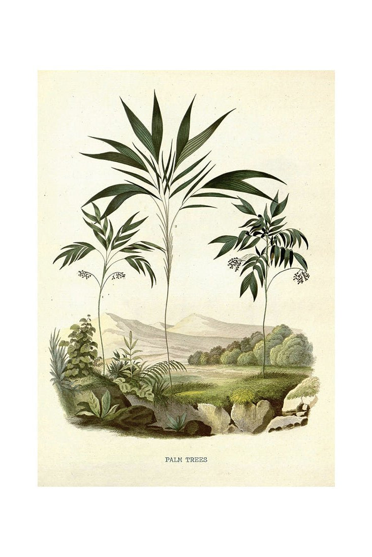 Dancing Palms