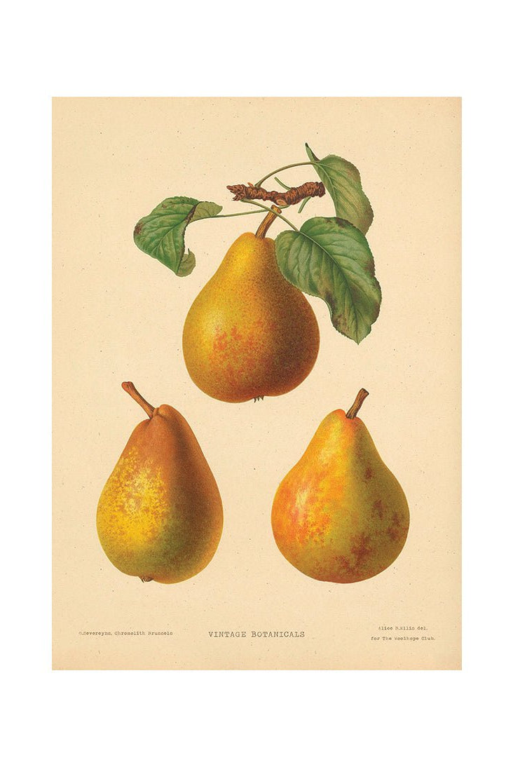 Bountiful Delights for the Palate IV