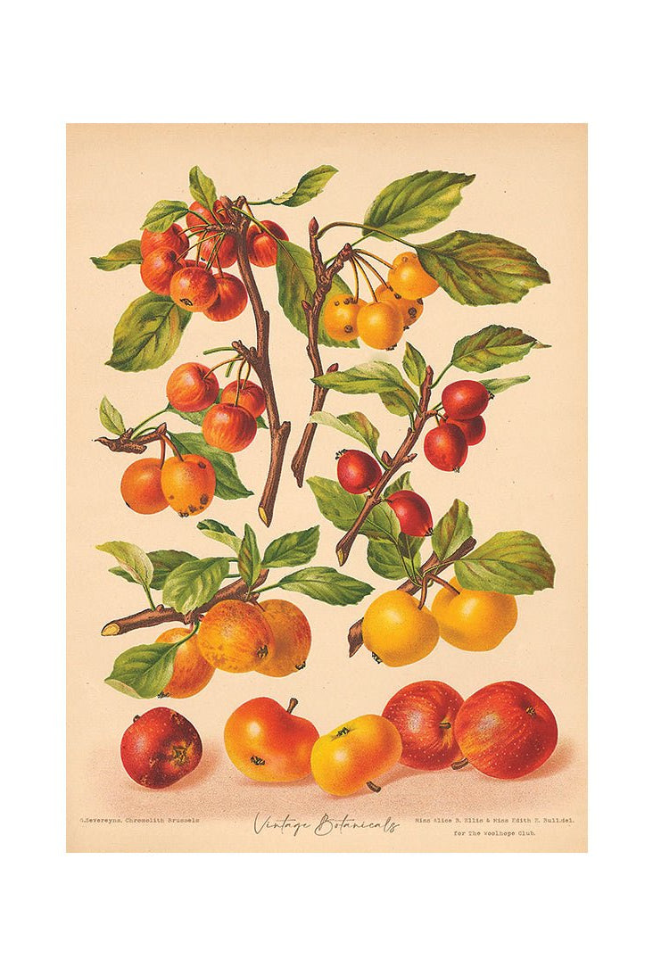 Garden Harvest Delights IV