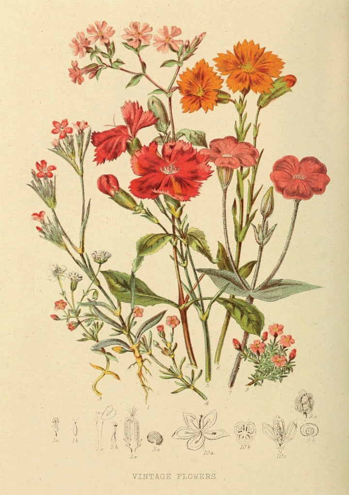 Floral XXXVI