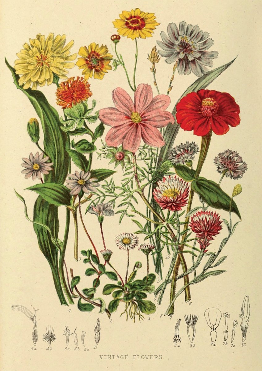 Floral XXXVII