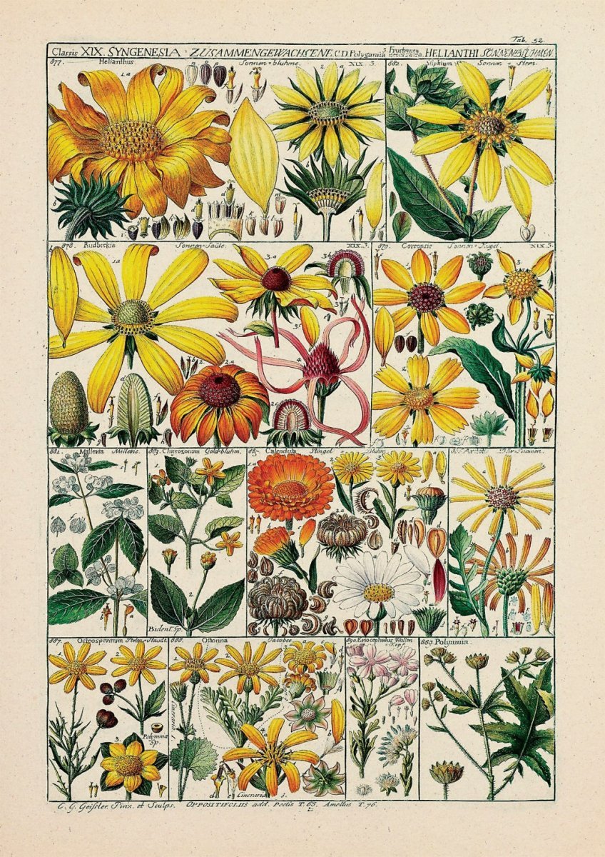 Floral XXXVIII