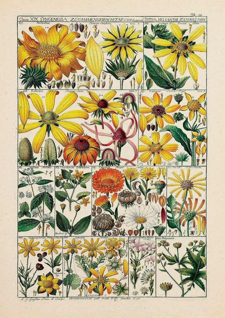 Floral XXXVIII