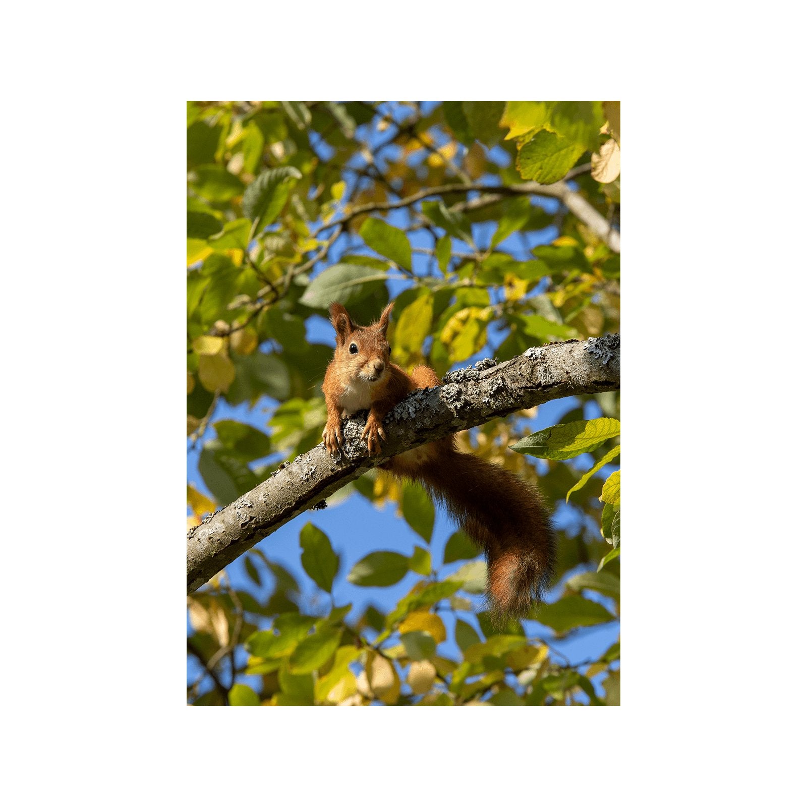 Oravan kurkistus