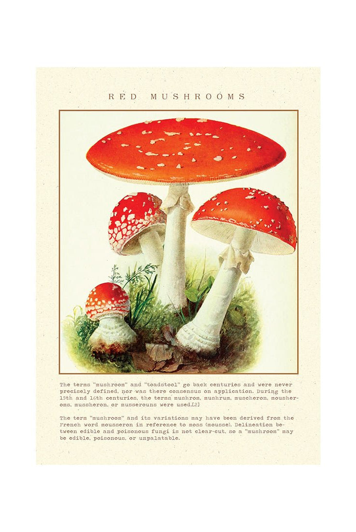 Mushroom Marvels