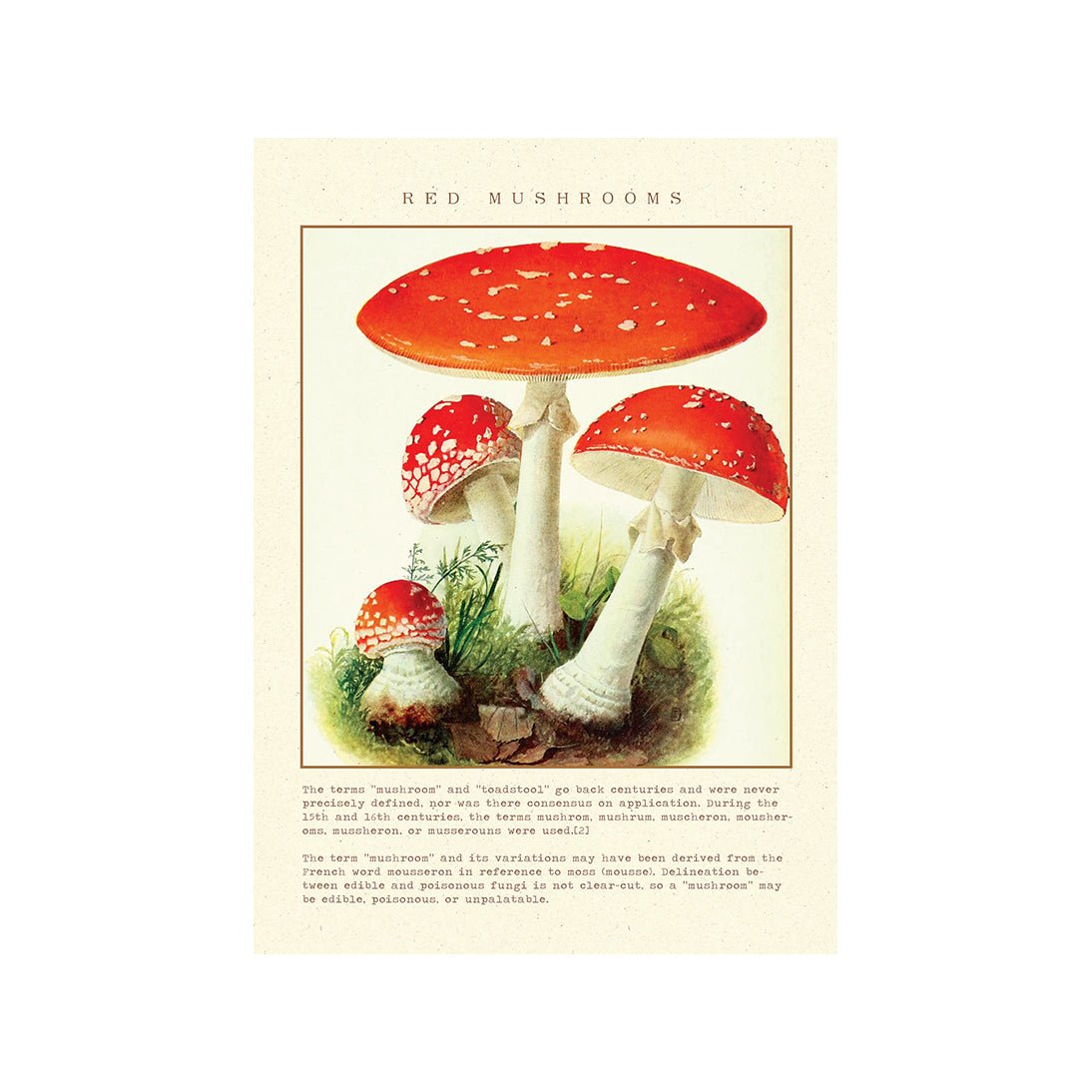 Mushroom Marvels