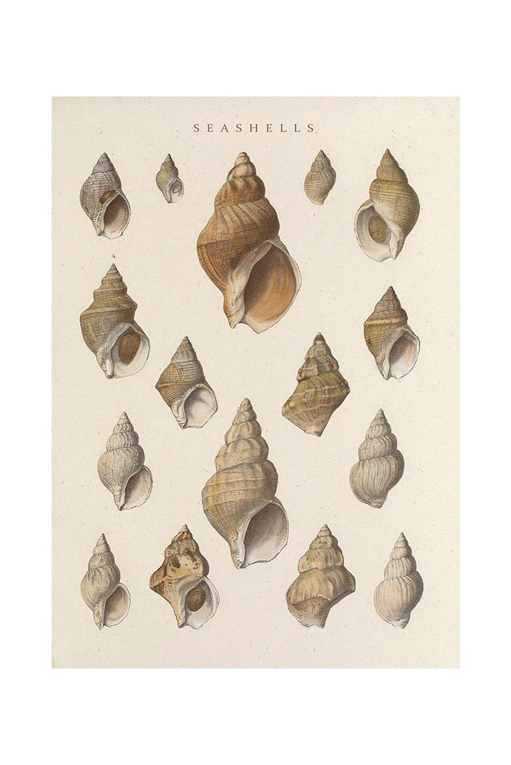 Whispering Shells