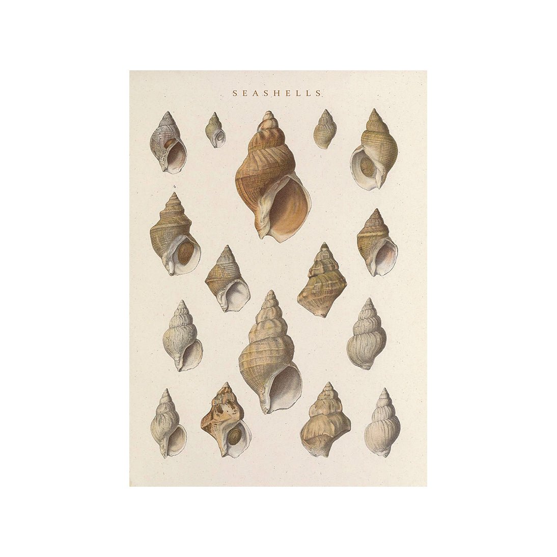 Whispering Shells