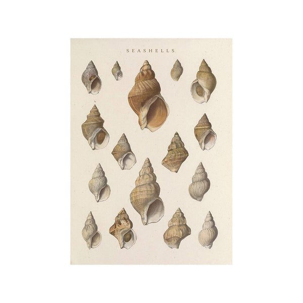 Whispering Shells
