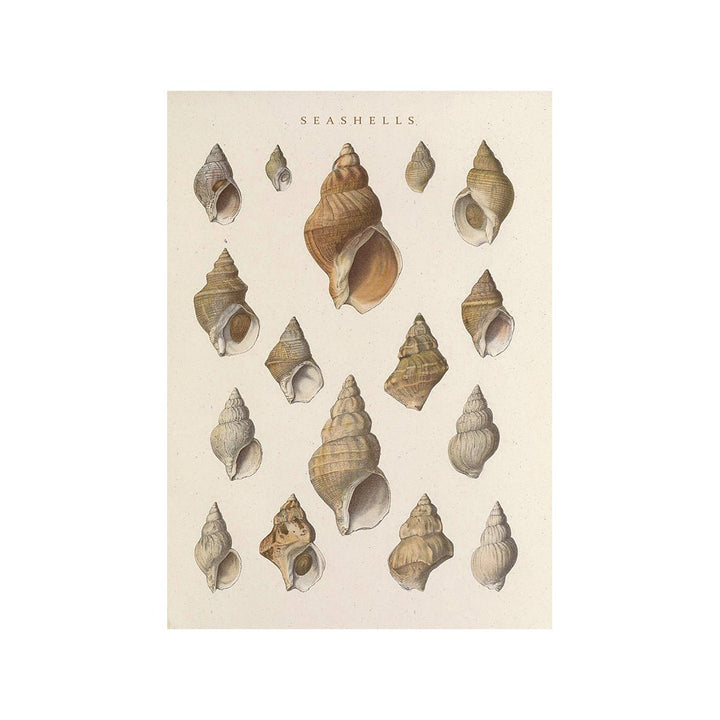 Whispering Shells