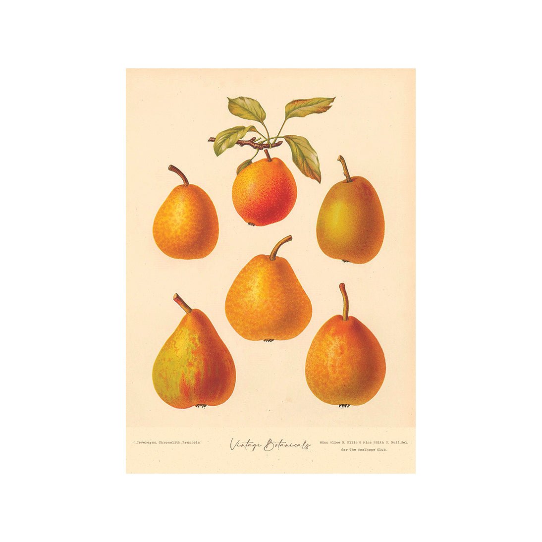 Garden Harvest Delights II