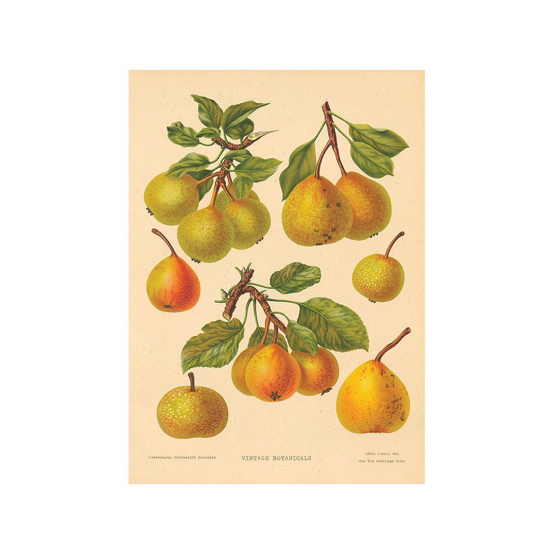 Bountiful Delights for the Palate II