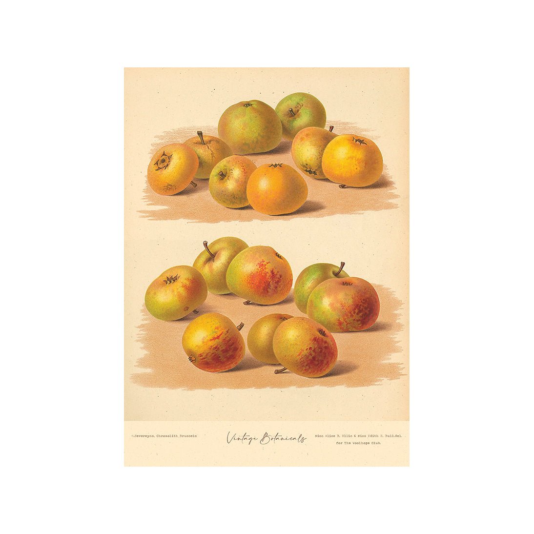 Garden Harvest Delights III